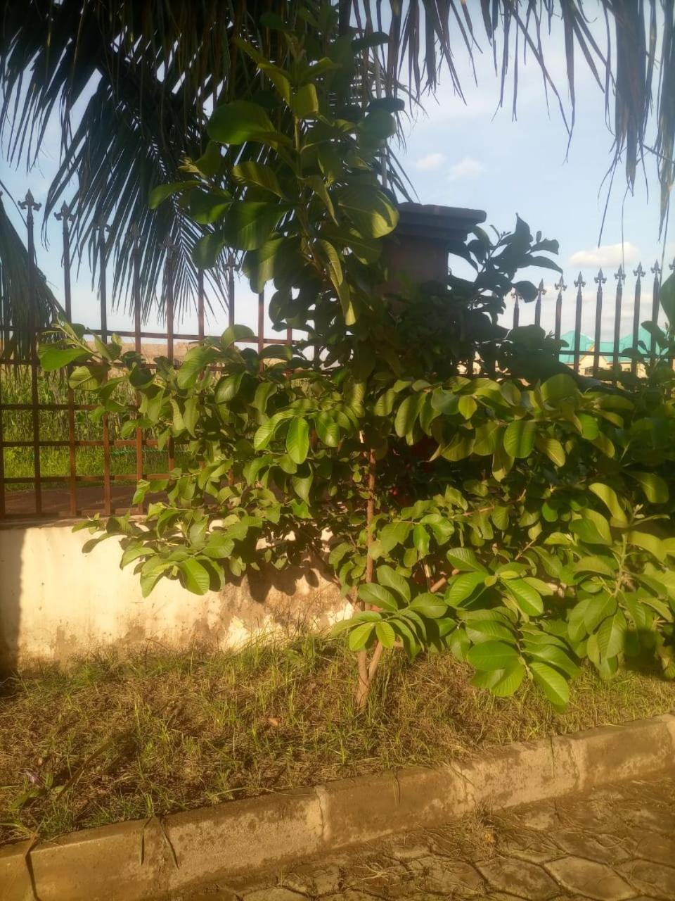 Temaya Cottage Lodge Tamale Luaran gambar